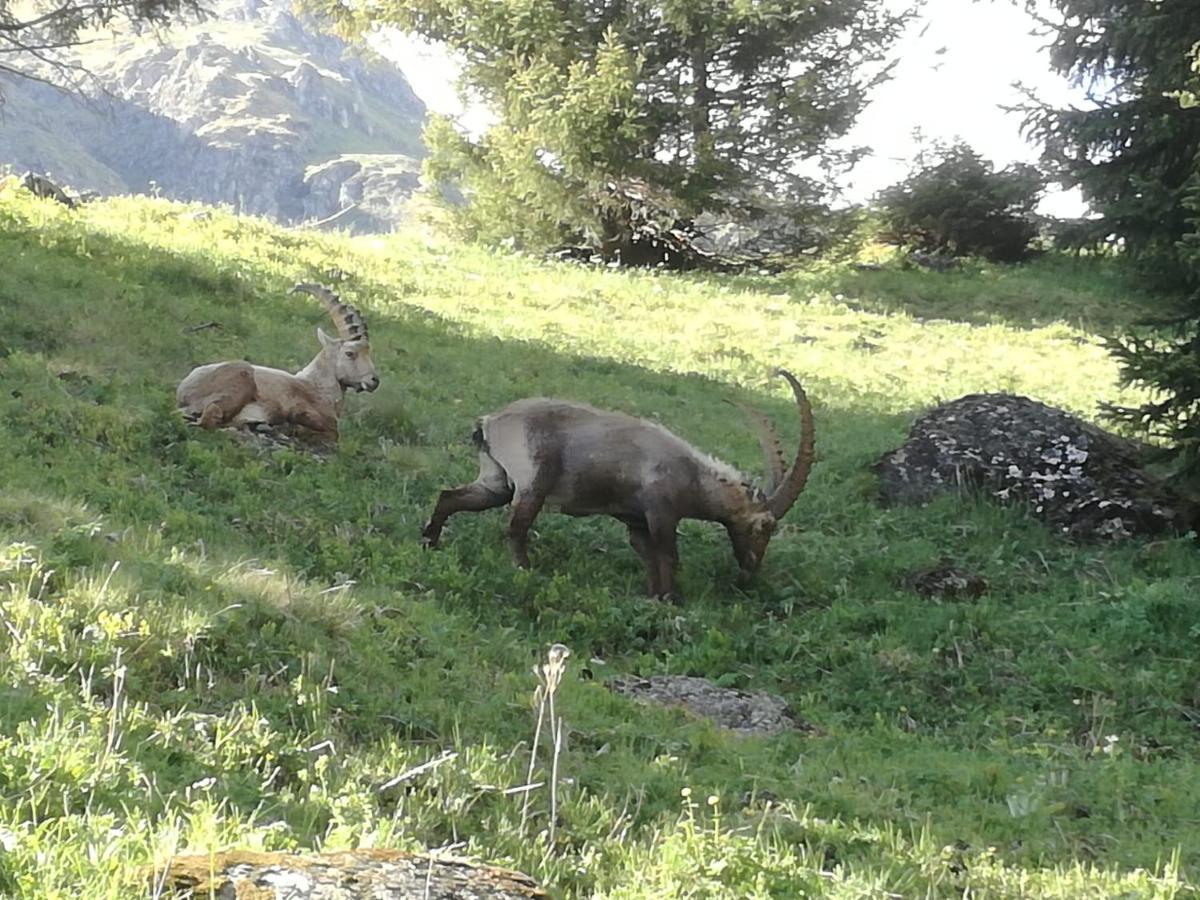 Le Cocon Du Catogne Proche Martigny Verbier - Netflix - Valettes Exterior foto